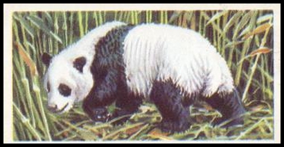 20 Giant Panda